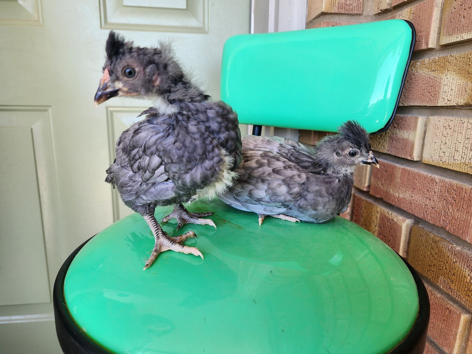 Barnyard Mix Chicks