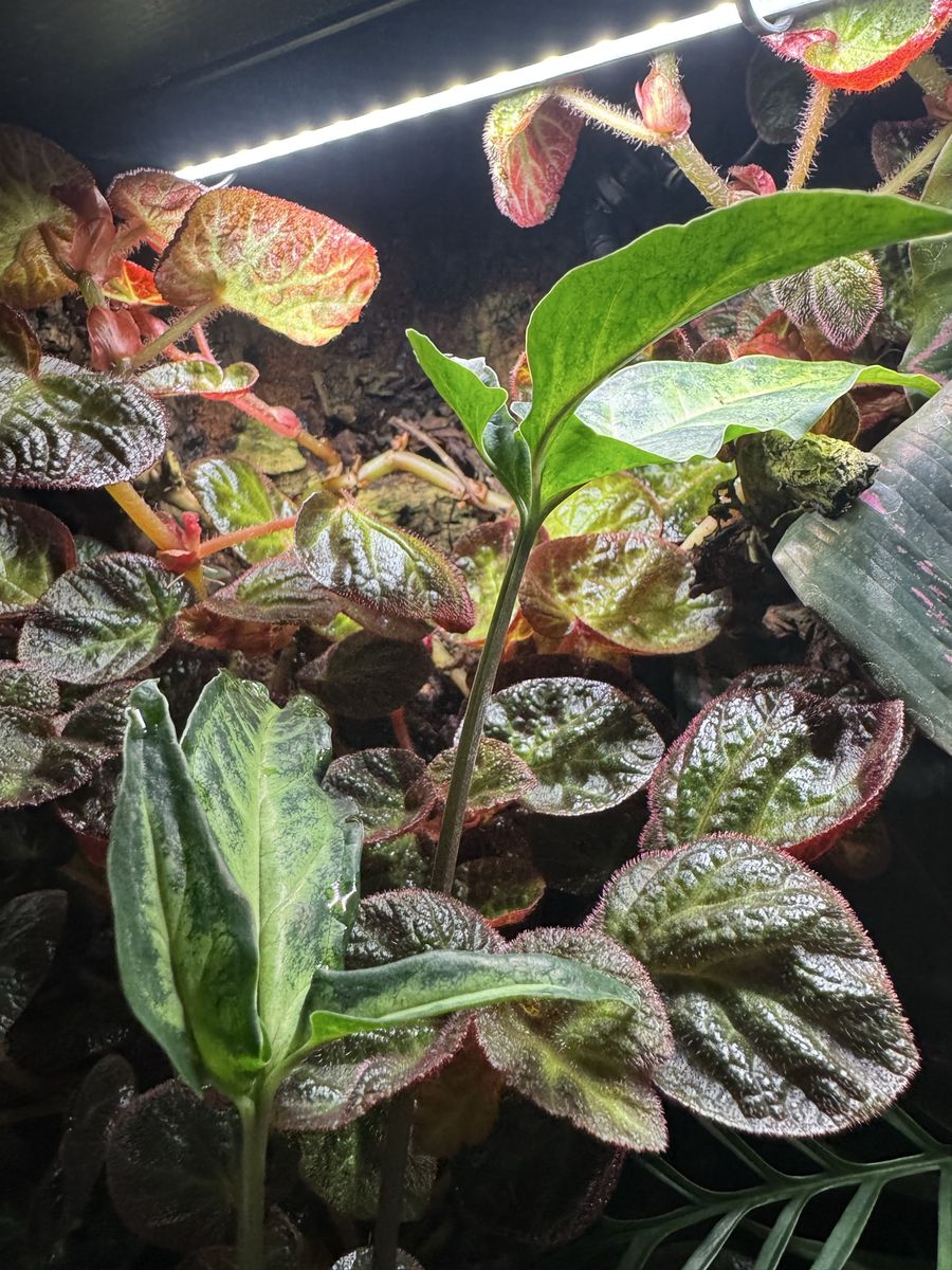 Reptile Terrarium-bioactive