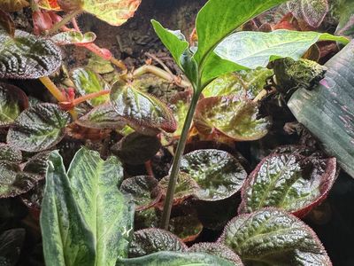 Reptile Terrarium-bioactive