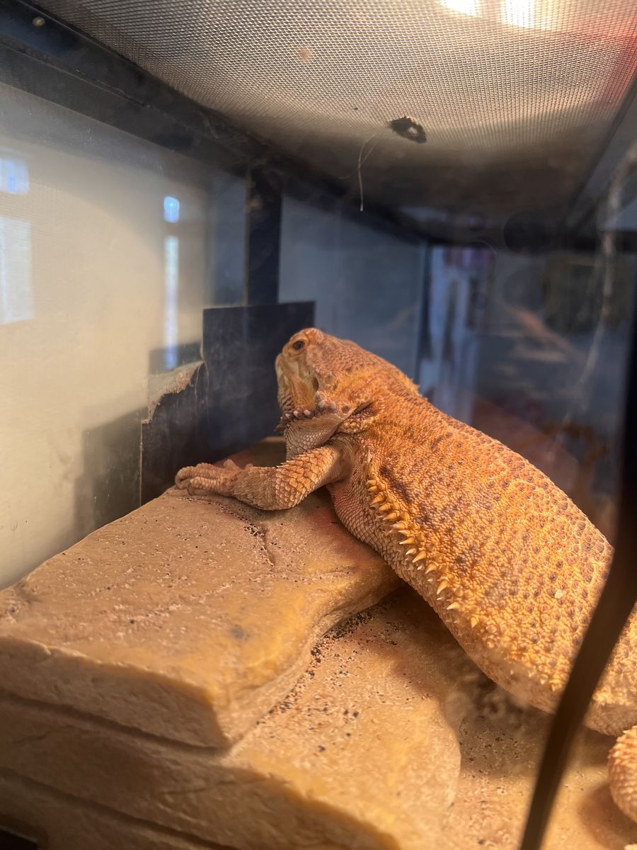 Bearded dragon with enclosure