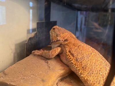 Bearded dragon with enclosure