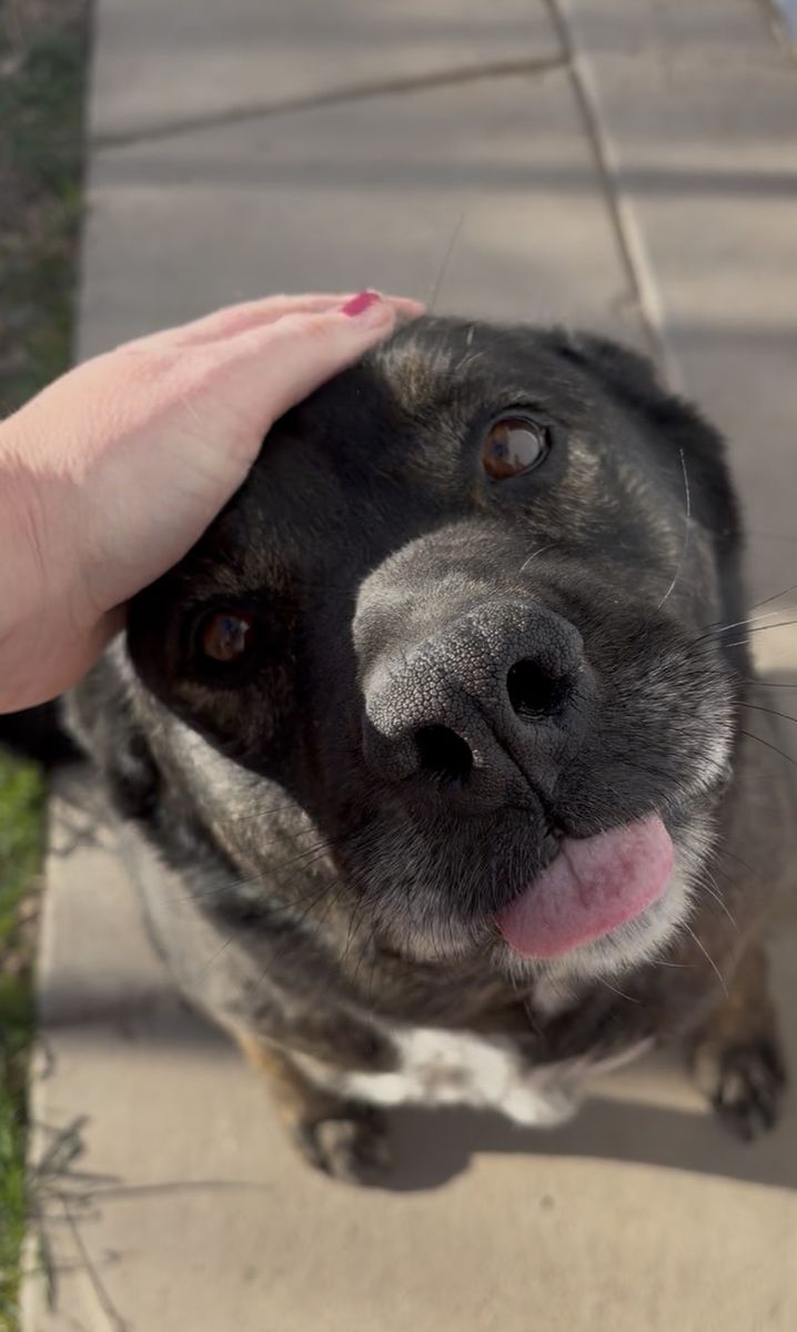 7 Year Old Aussie Mix