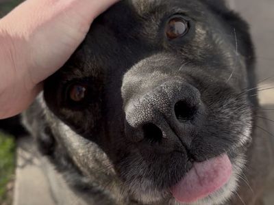 7 Year Old Aussie Mix