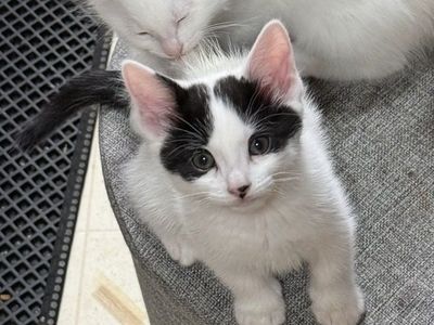 Adorable Ragdoll/Siamese Mix Kitten 8-Week-Old Female Kittens - Litter Trained, Socialized, Ready for Her Forever Home