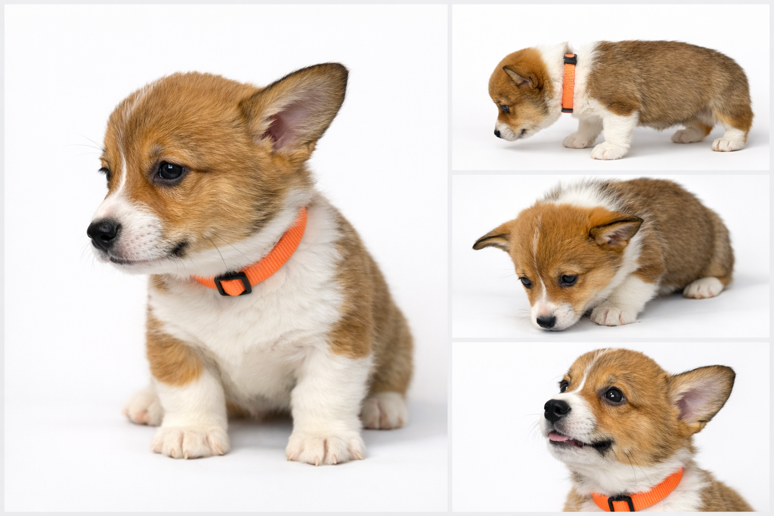 AKC Registered Pembroke Welsh Corgi – [ORANGE]