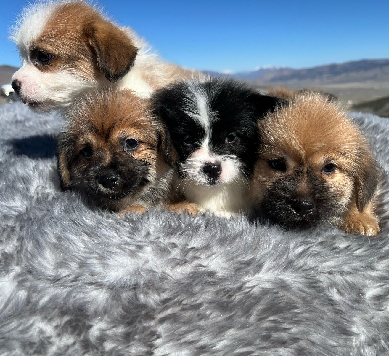 Shih Tzu / Corgi Puppies