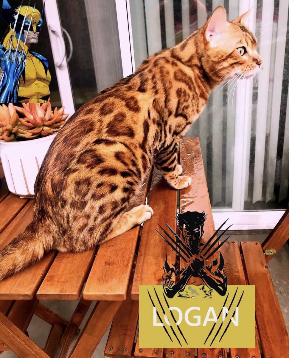 Purebred Beautiful Bengal stallions STUD