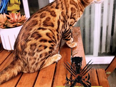 Purebred Beautiful Bengal stallions STUD