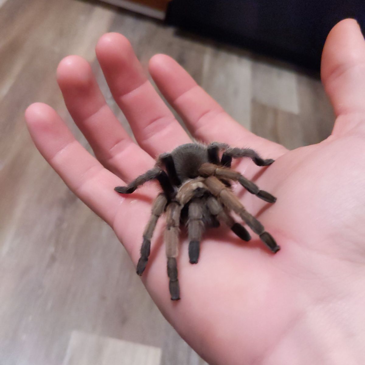 Mexican red rump tarantula