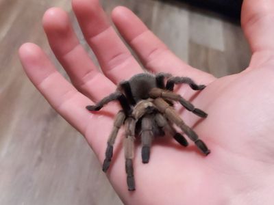 Mexican red rump tarantula