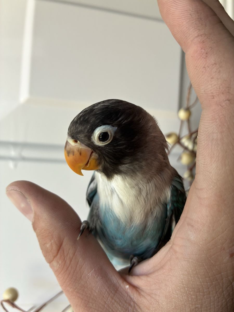 Black Masked Lovebird