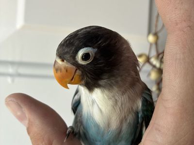 Black Masked Lovebird