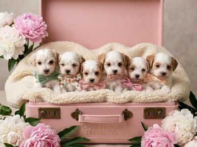 TEACUP/TOY Cavamaltipoo Puppies CUTEST EVER!!