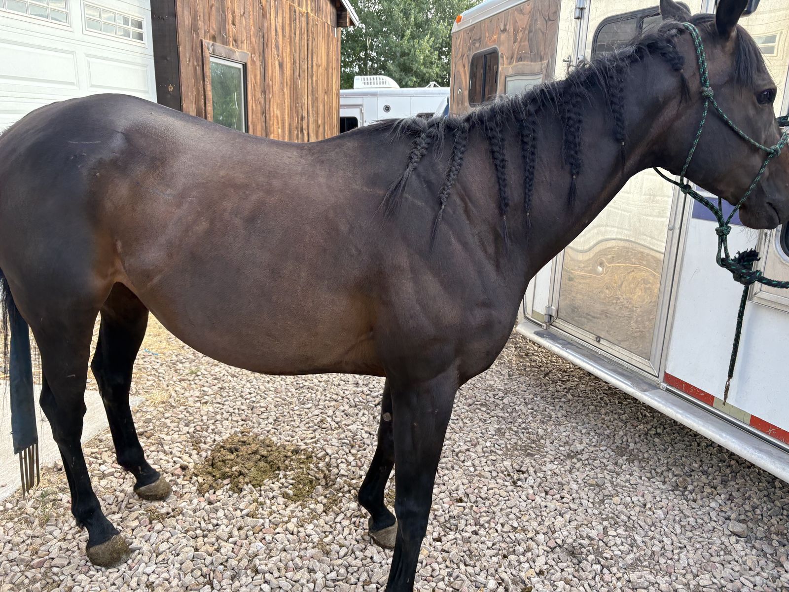 Blushing Arc Thoroughbred