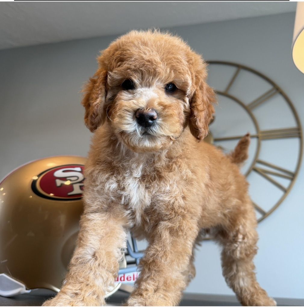 gentle, Trained Mini Goldendoodle Boy