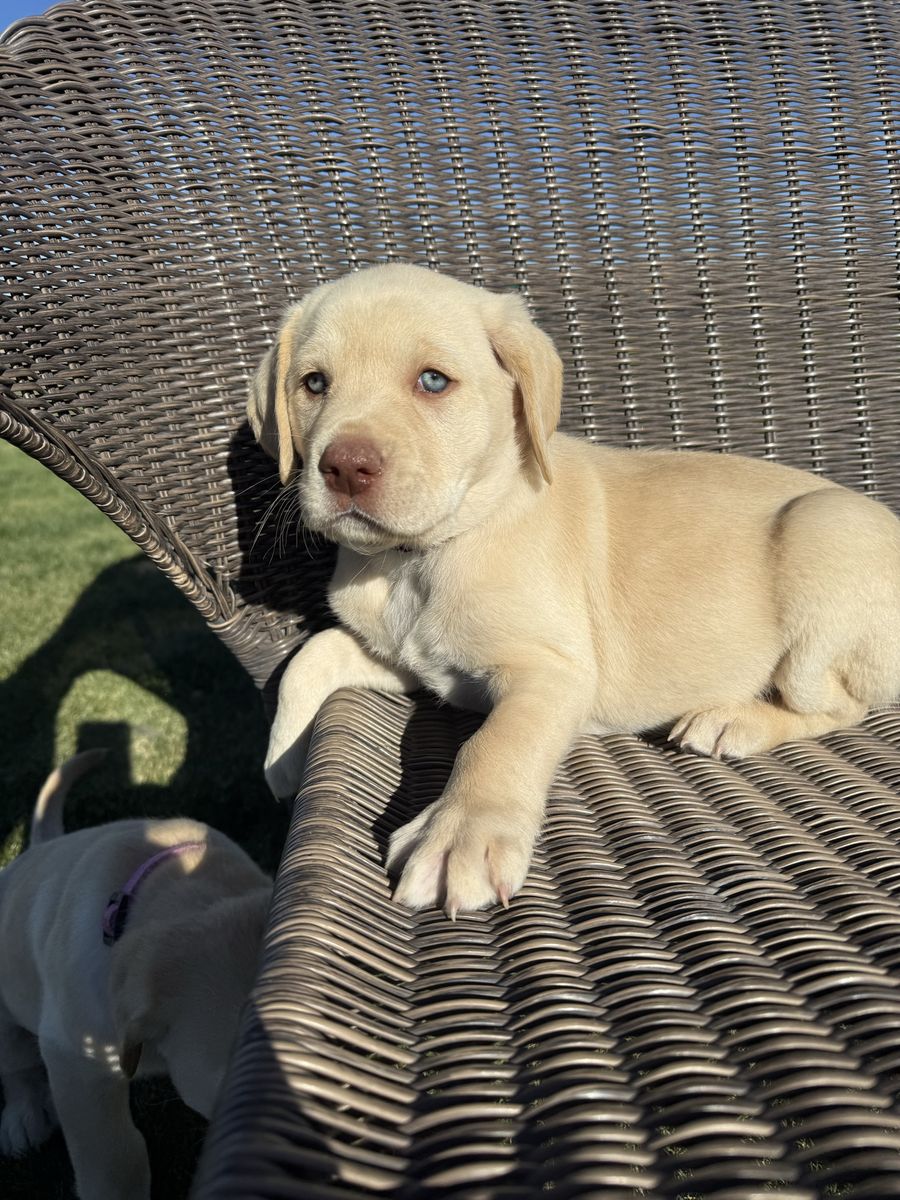 AKC Yellow Lab Puppy