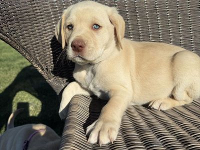 AKC Yellow Lab Puppy