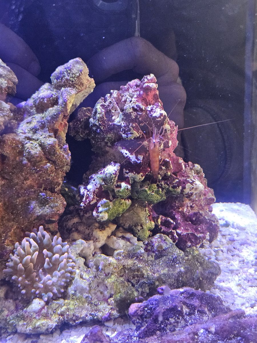 4 peppermint shrimp
