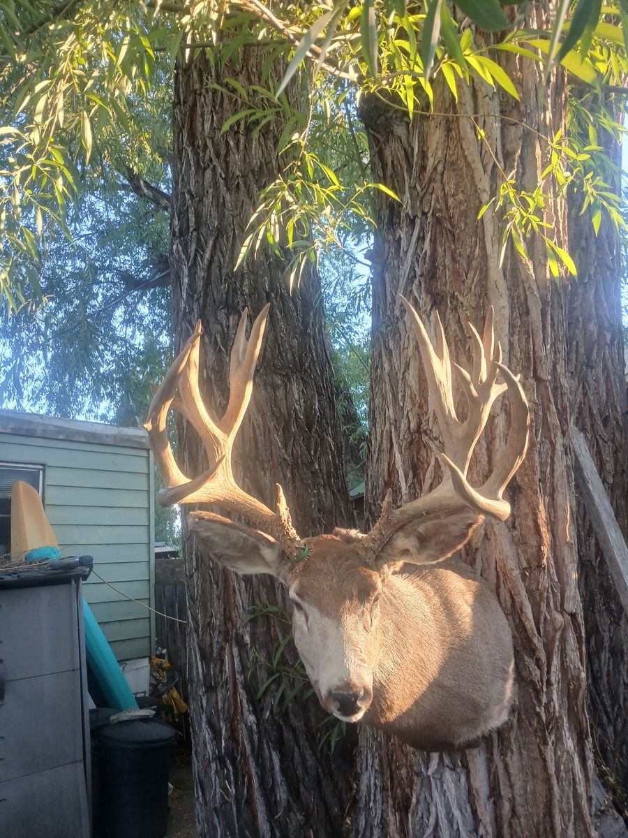 GIANT 227 Boone and Crockett  Mule Deer Mount