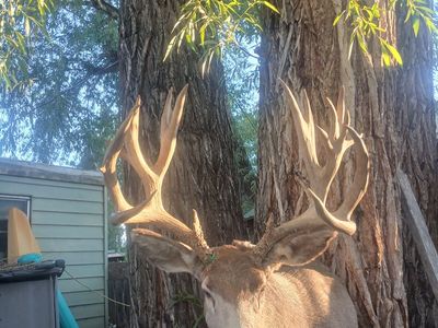 GIANT 227 Boone and Crockett Mule Deer Mount