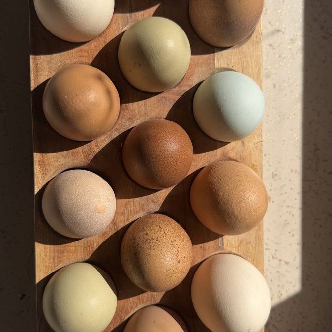 Fresh chicken eggs