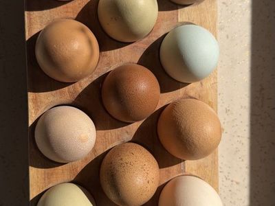 Fresh chicken eggs