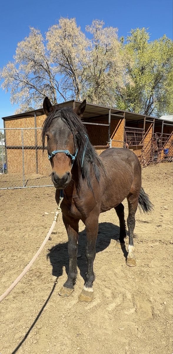 Project pony