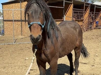 Project pony