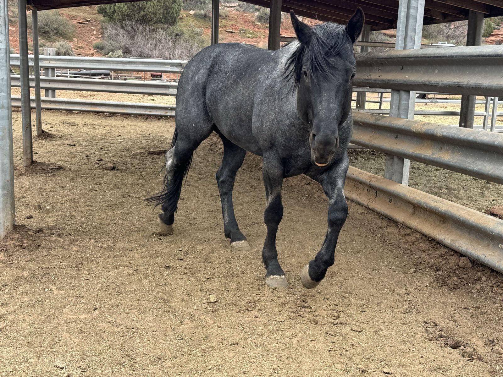 AQHA stud