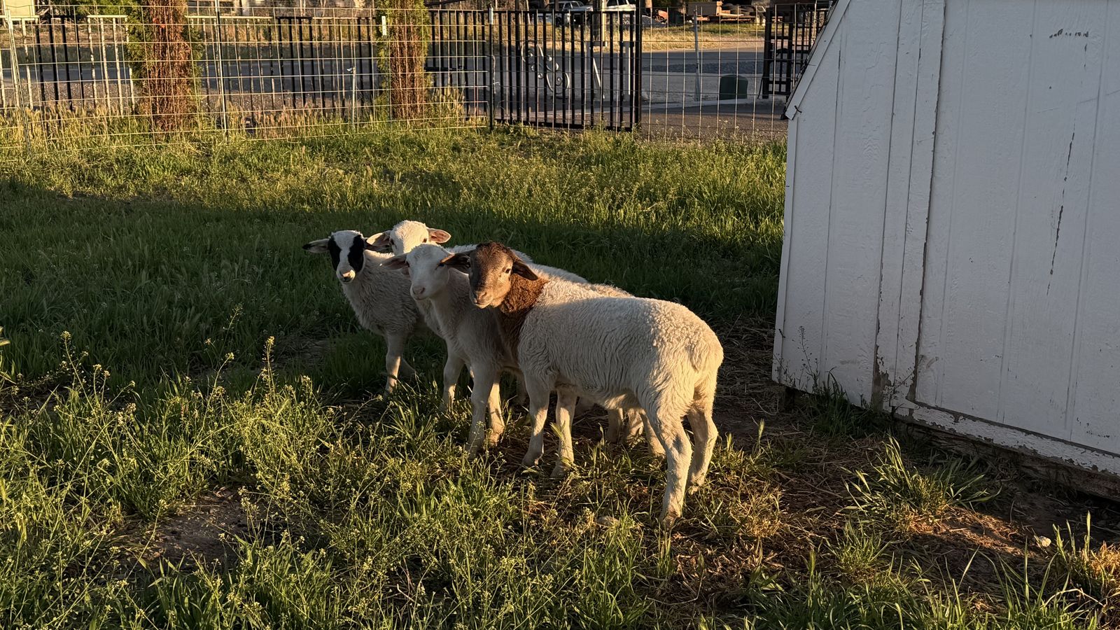 Sheep Dorper