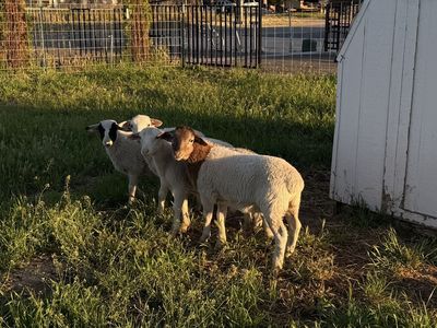 Sheep Dorper