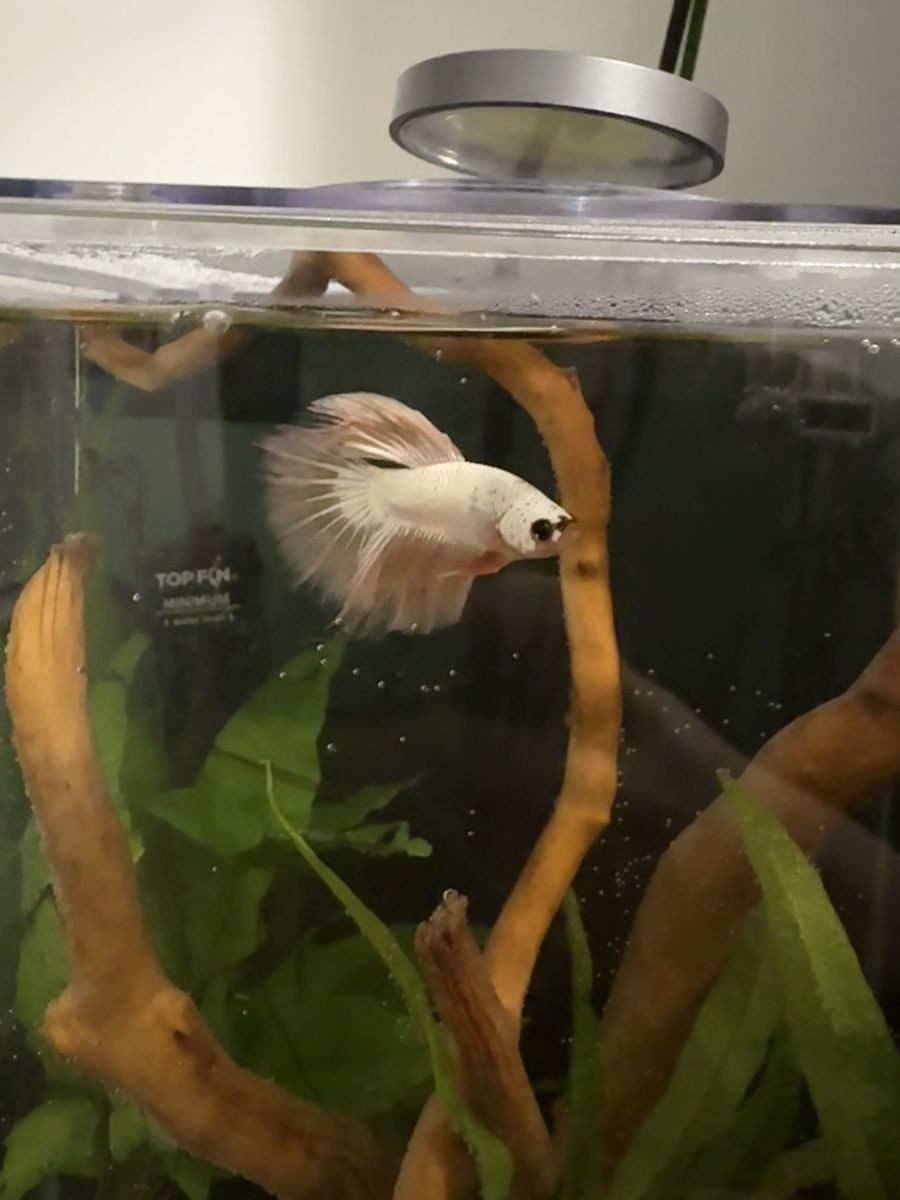 Unhappy Betta Fish Needing New Home :(