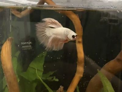 Unhappy Betta Fish Needing New Home :(