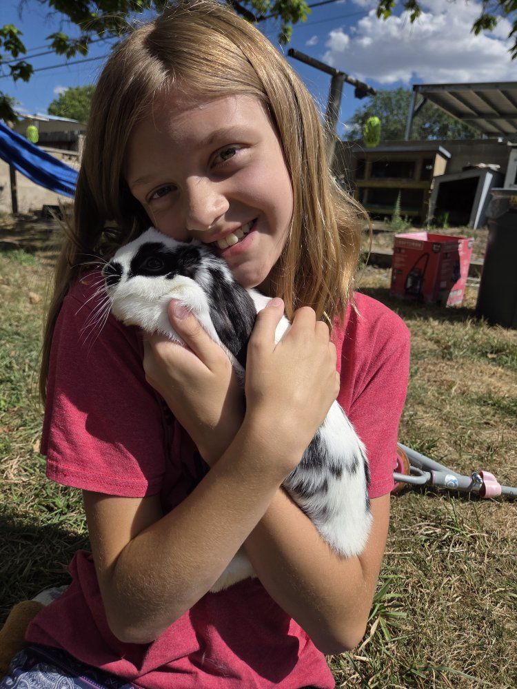 Purebred broken black mini lop doe