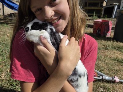 Purebred broken black mini lop doe