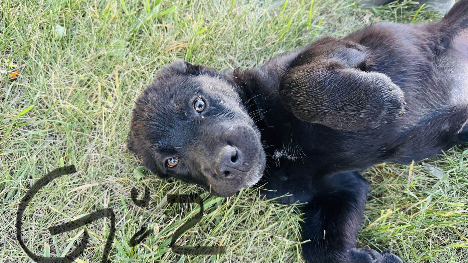 Rottweiler/ border collie puppies (Reduced)