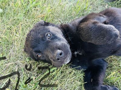 Rottweiler/ border collie puppies (Reduced)