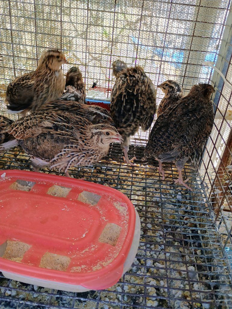Coturnix Quail 7 weeks old