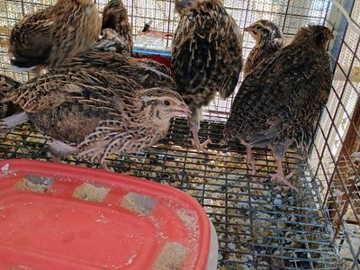 Coturnix Quail 7 weeks old