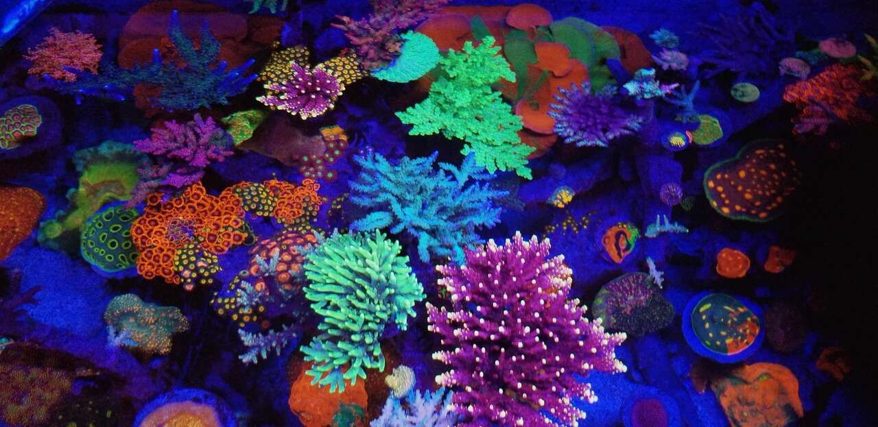 Hundreds of corals available