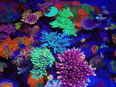 Hundreds of corals available
