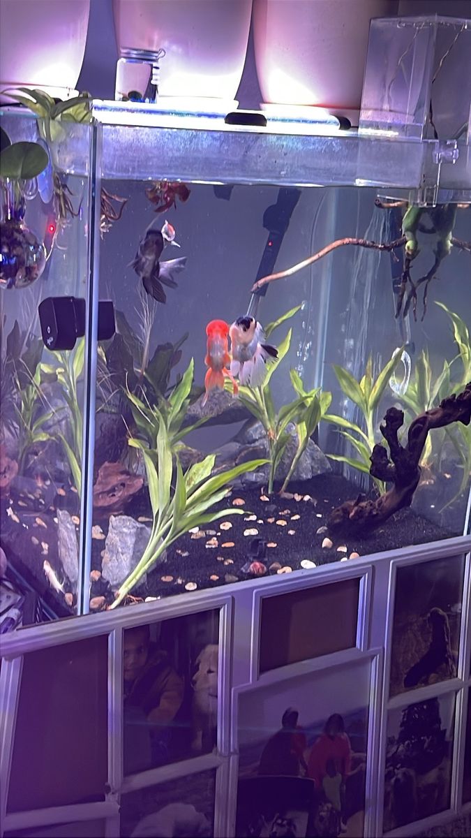 30 gallon rimless cube