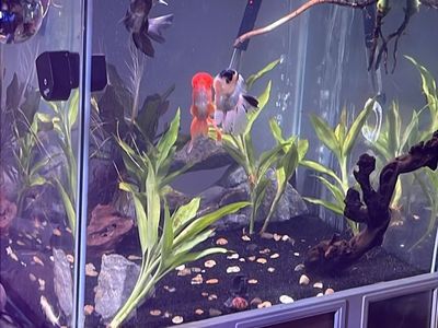 30 gallon rimless cube