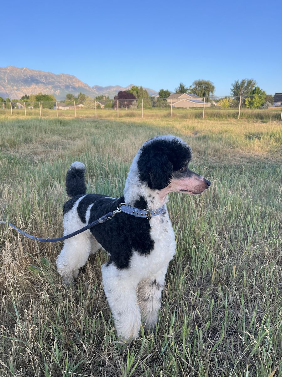 AKC UKC champion Phantom Parti Small Standard Poodle Stud