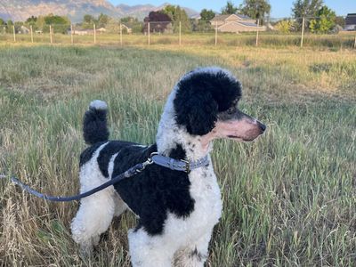 AKC UKC champion Phantom Parti Small Standard Poodle Stud