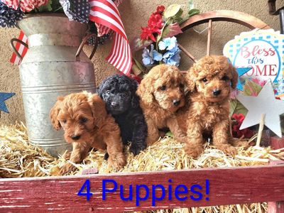 Toy Goldendoodle Puppies!