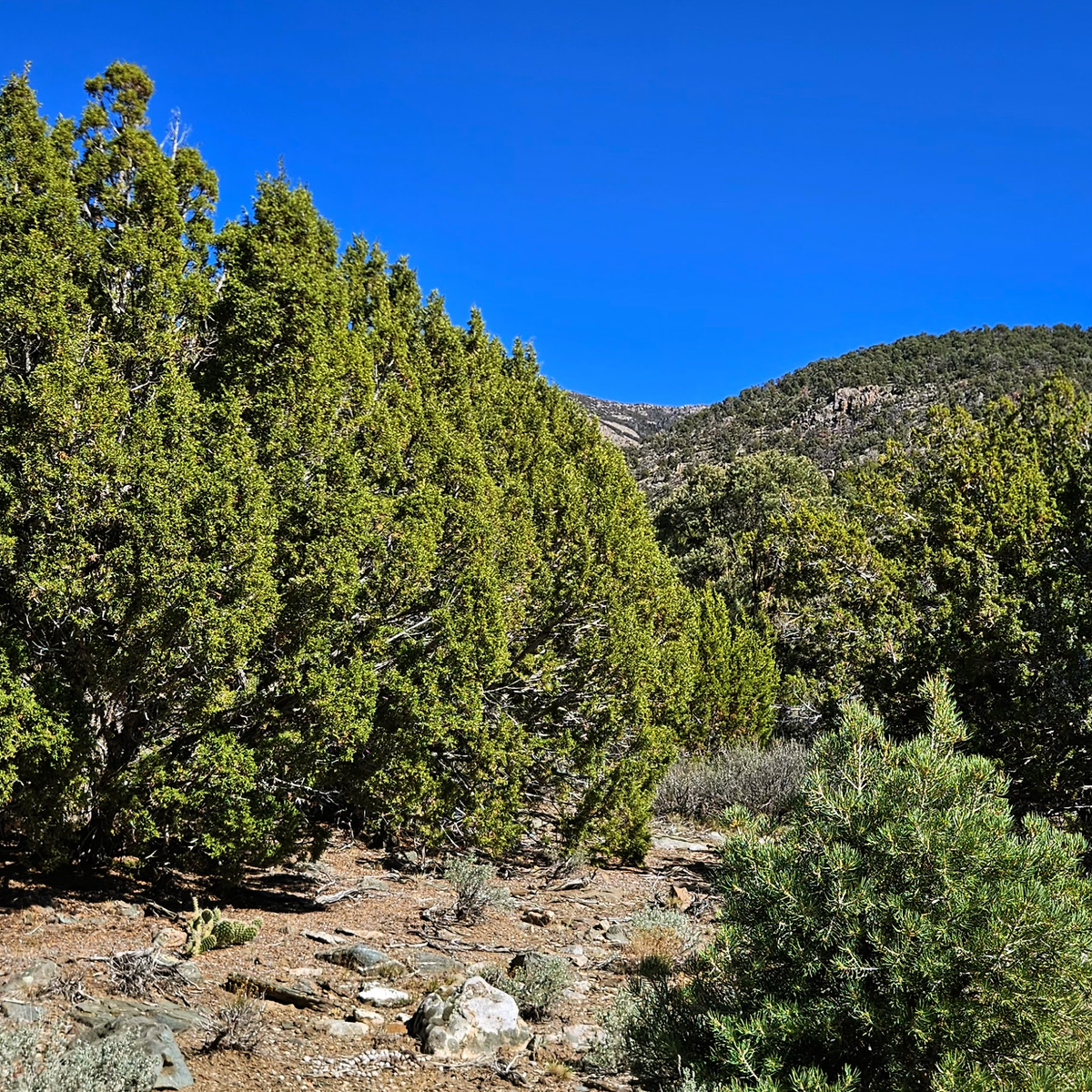 10 Acres of Mountain Land Next to BLM