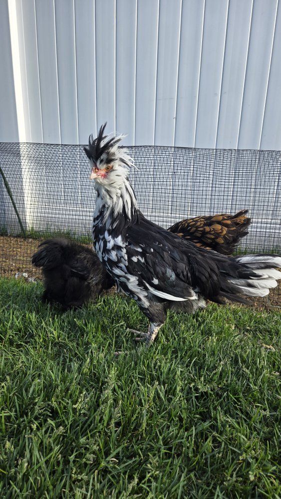 2 Mottled Houdan Cockrels