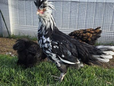 2 Mottled Houdan Cockrels
