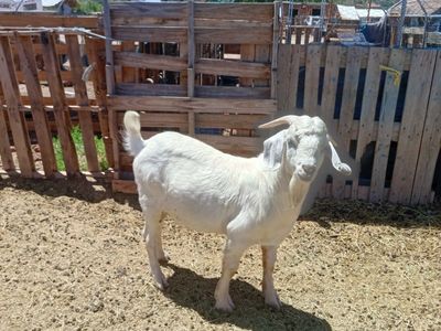 White Boer Goat Intack